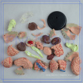 PNT-0613 4d modèle de cerveau anatomique